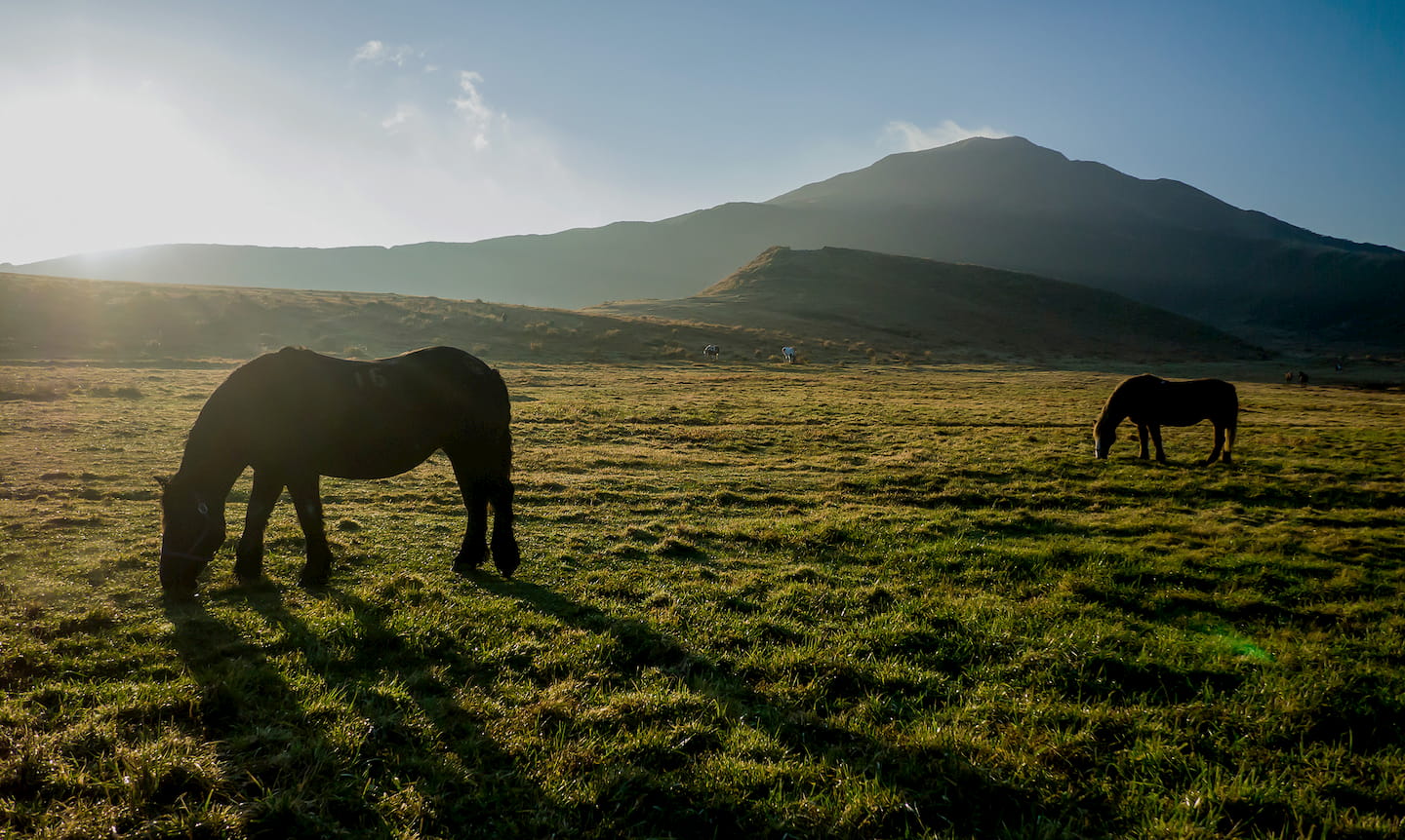 草原と馬